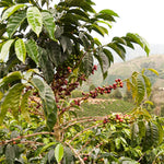 Monmouth Coffee Colombia