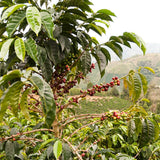Monmouth Coffee Colombia