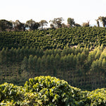 Monmouth Coffee Brasil