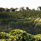 Monmouth Coffee Brasil