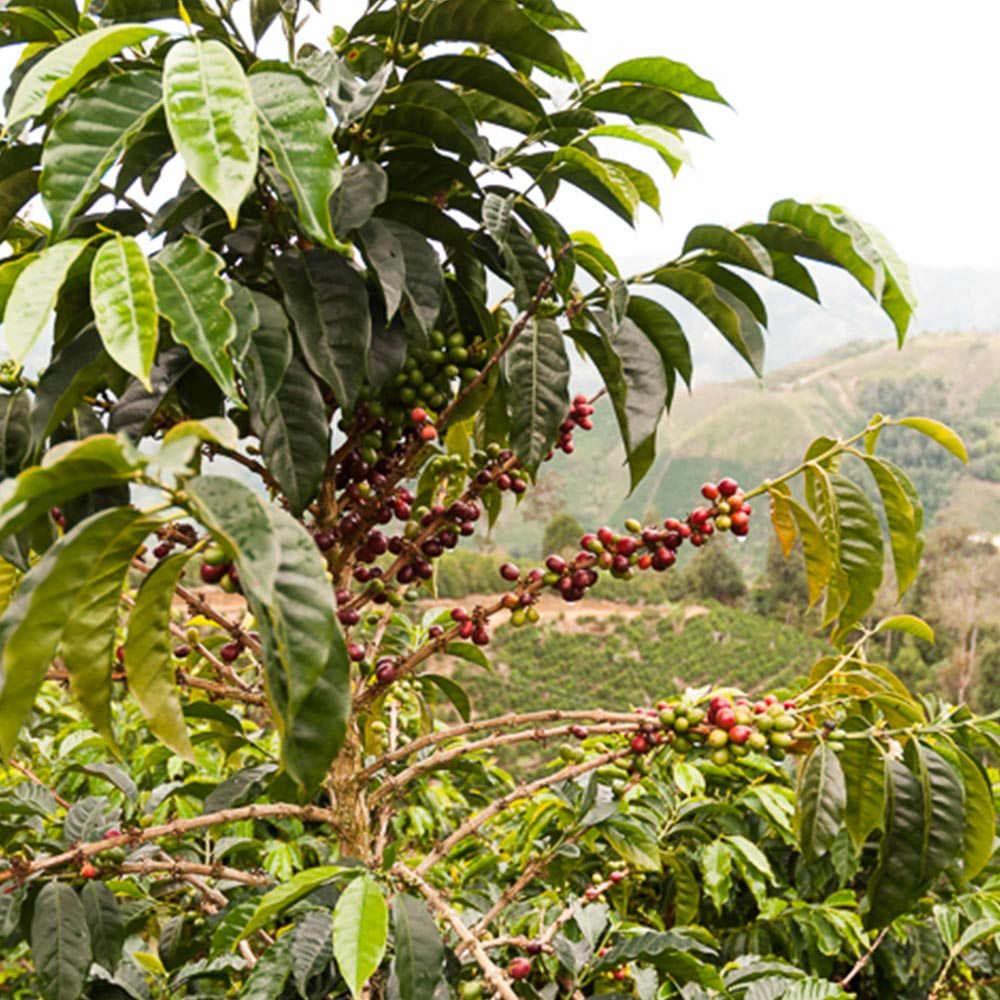 Monmouth Coffee Colombia