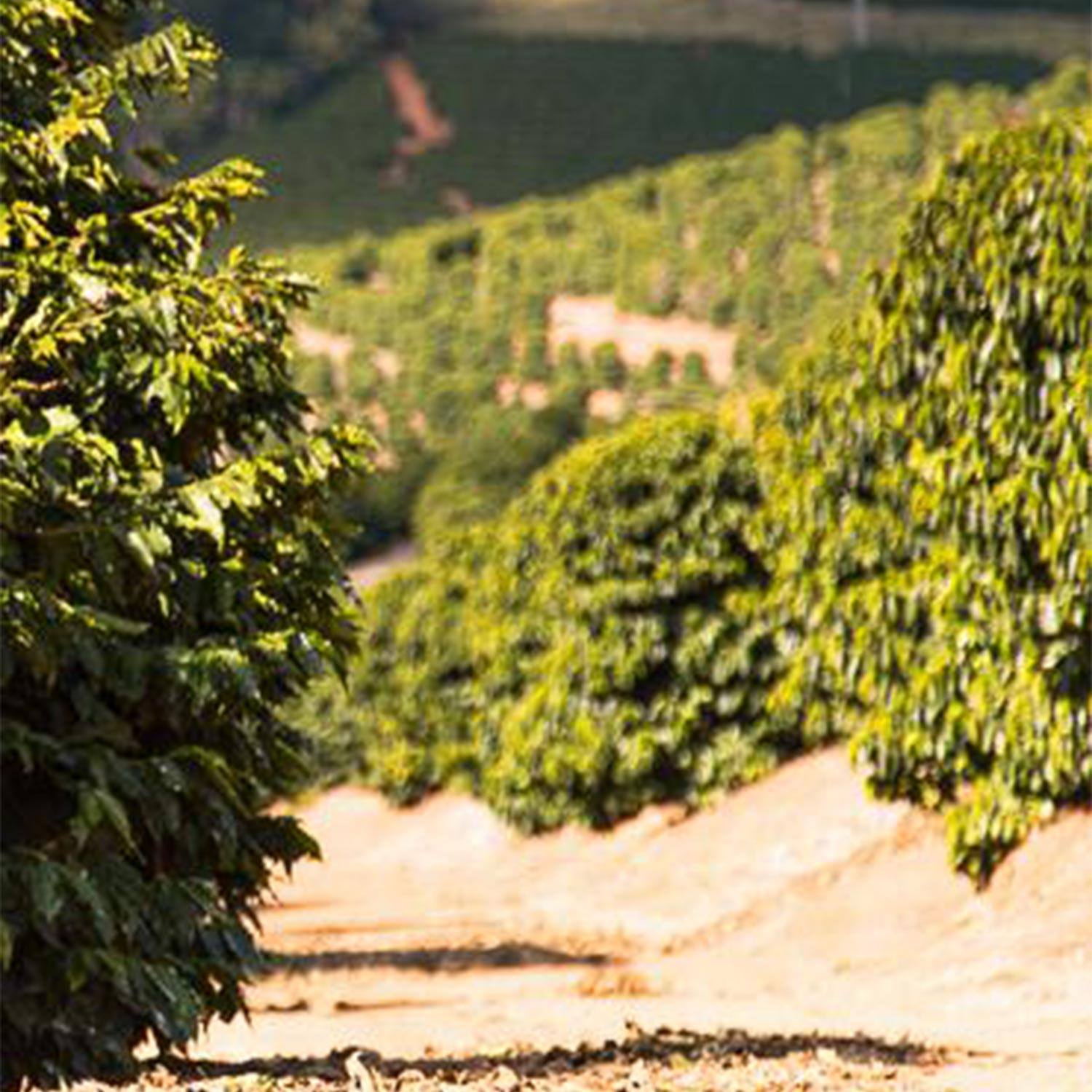 Monmouth Coffee Espresso