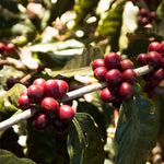 Monmouth Coffee El Salvador